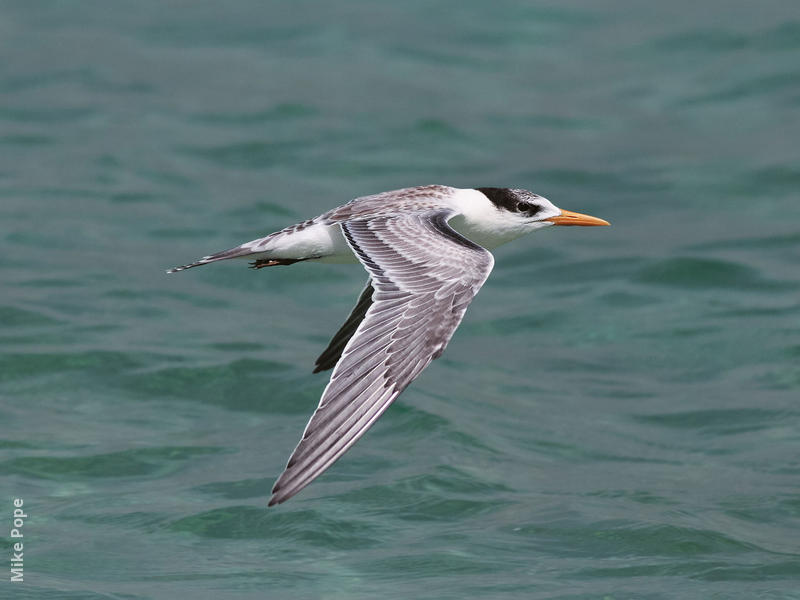 Lesser Crested Tern (Juvenile)