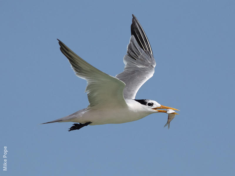 Lesser Crested Tern