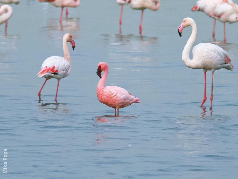 Lesser Flamingo (Among Greater Flamingos)