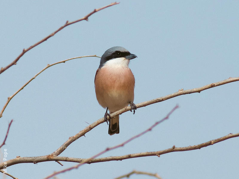 Lesser Grey Shrike (Breeding plumage)