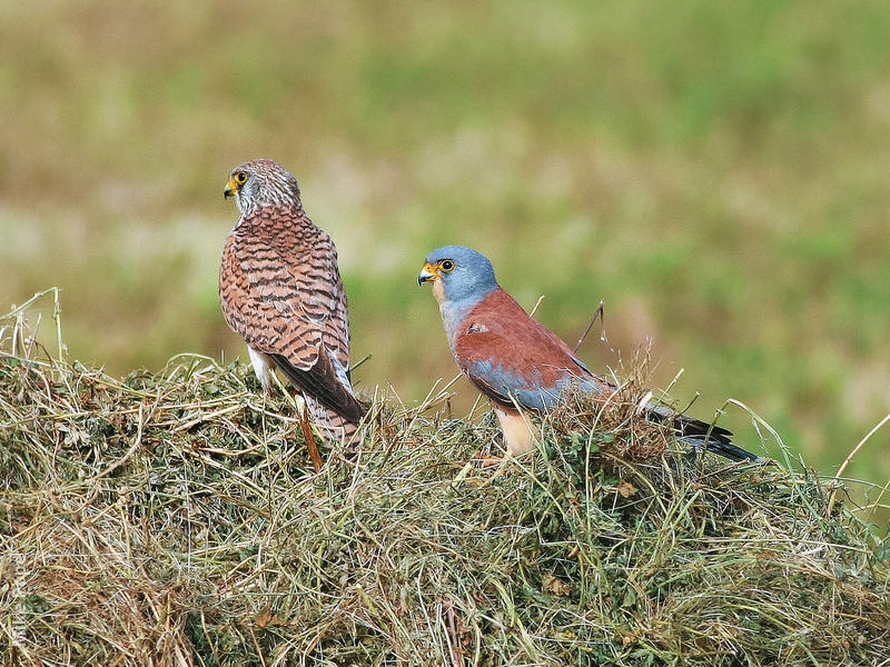 Lesser Kestrel (Female, left and male, right)