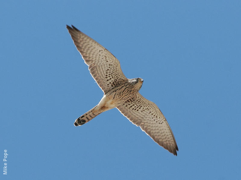 Lesser Kestrel (Female)