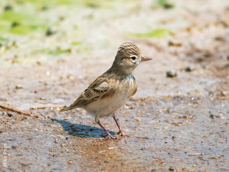 Lesser Short-toed Lark