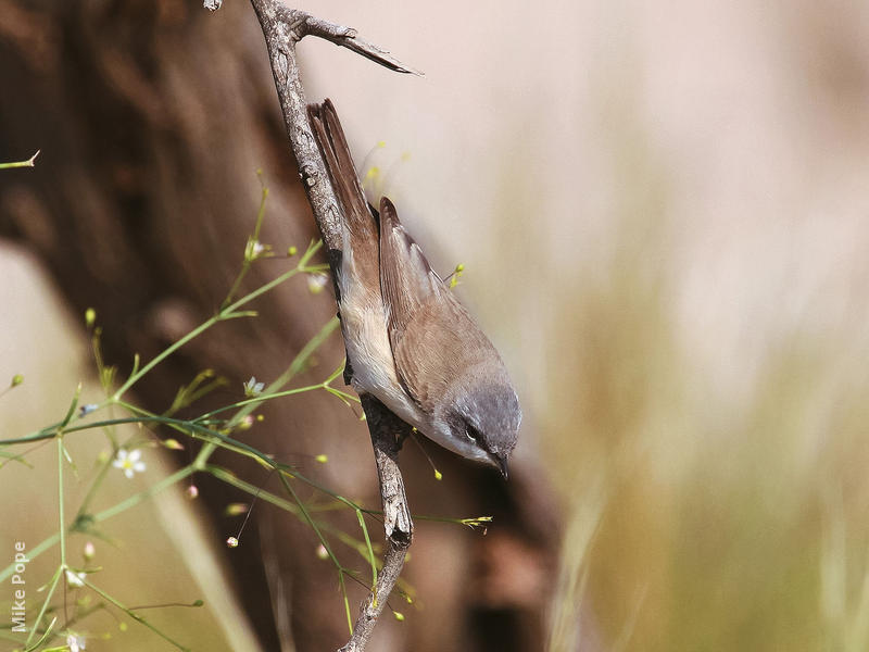 Lesser Whitethroat