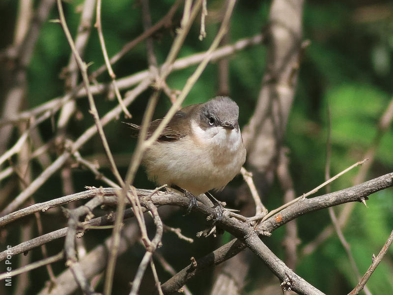 Lesser Whitethroat