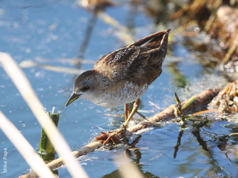 Little Crake (Juvenile)