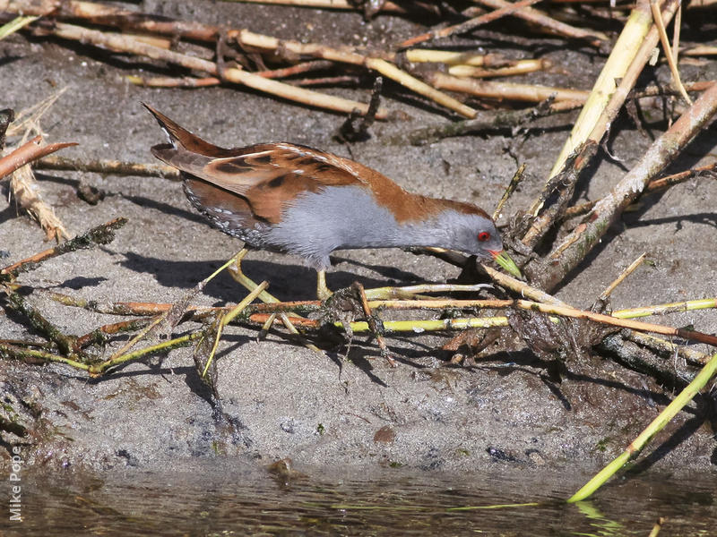 Little Crake (Male)