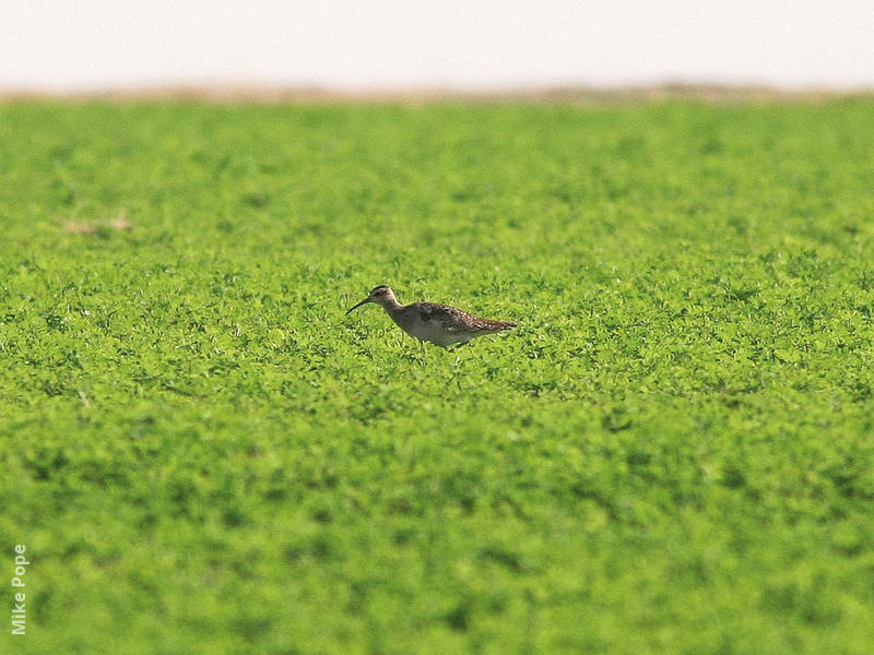 Little Curlew