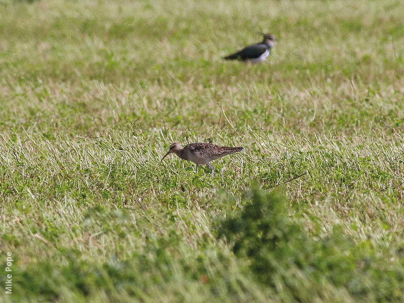 Little Curlew