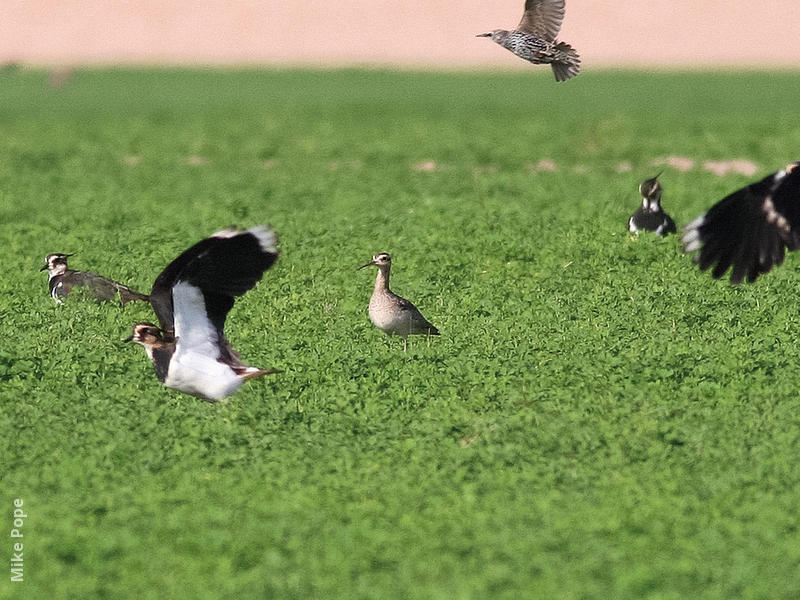 Little Curlew (With Northern Lapwings and Common Starlings)