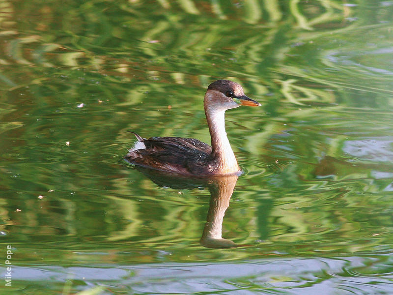 Little Grebe (Winter)