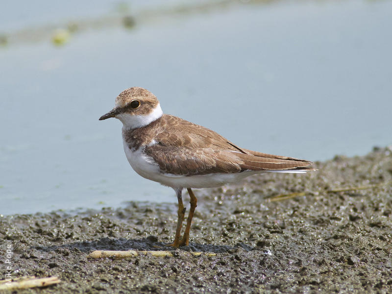 Little Ringed Plover (Autumn immature)