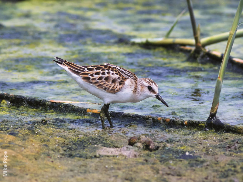 Little Stint (Autumn)