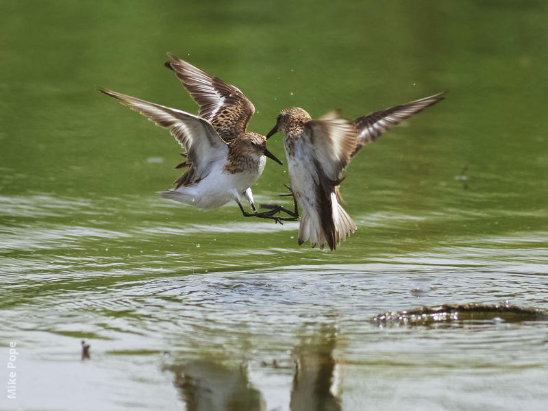 Little Stints (Summer)