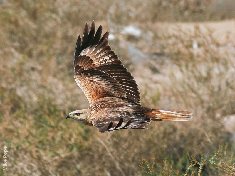 Long-legged Buzzard