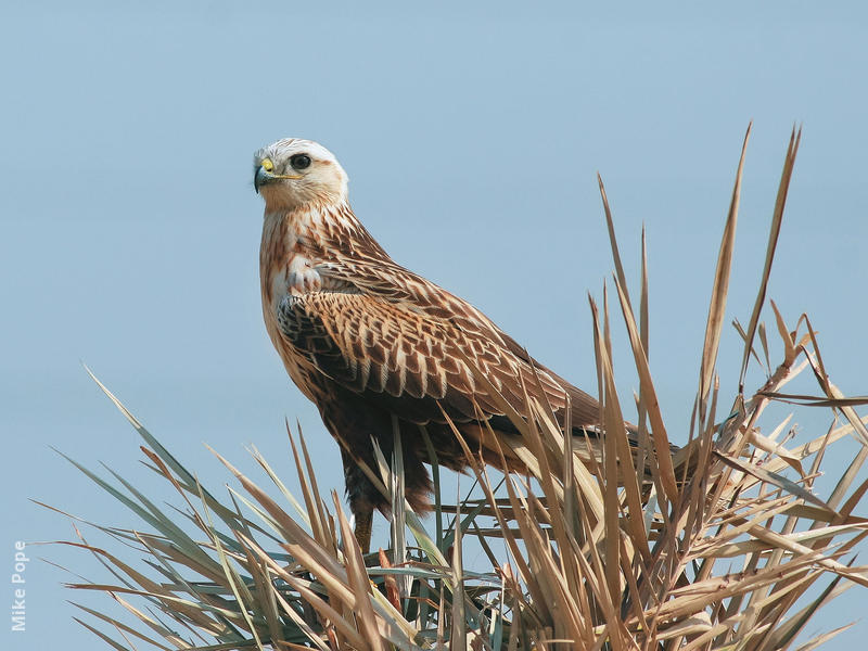 Long-legged Buzzard