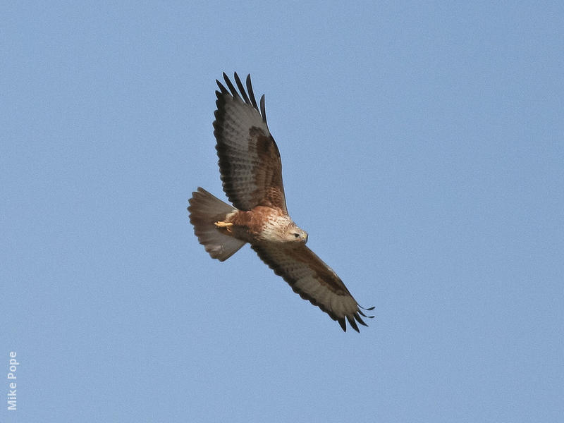 Long-legged Buzzard (Rufous morph)