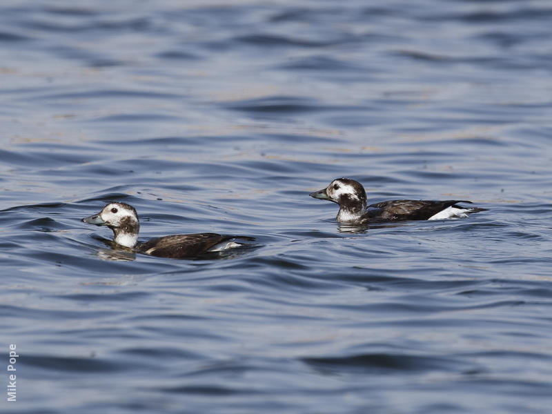 Long-tailed Duck