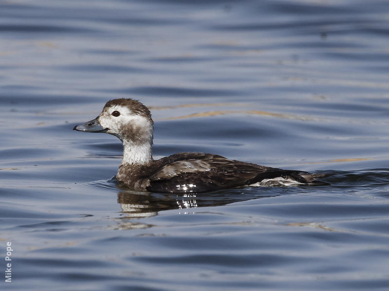 Long-tailed Duck