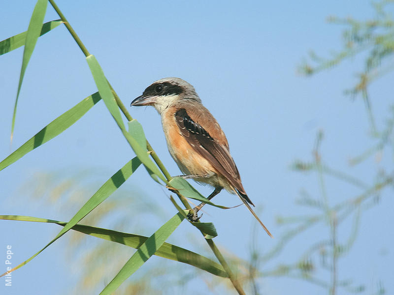 Long-tailed Shrike