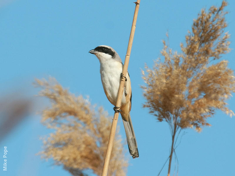 Long-tailed Shrike