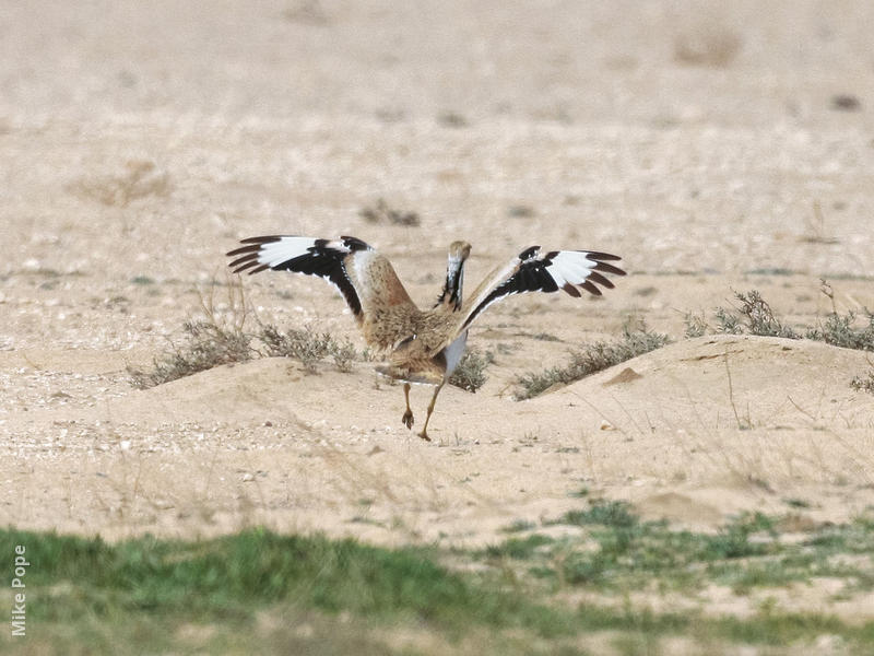 Macqueen’s Bustard