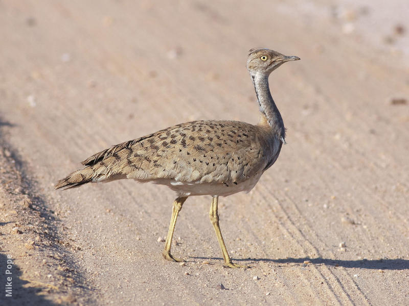 Macqueen’s Bustard