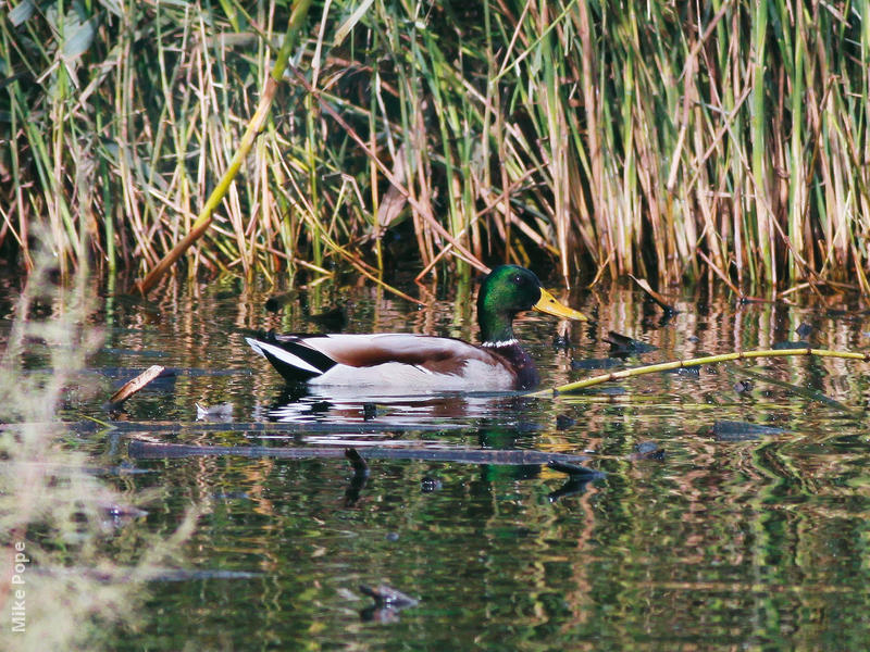 Mallard (Male)