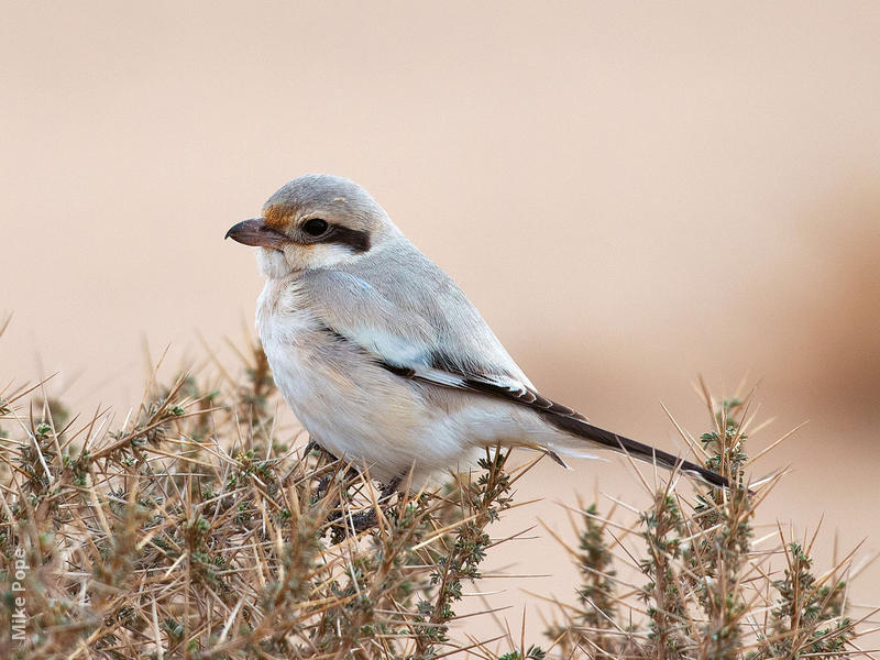 Mauryan Grey Shrike (Immature winter)