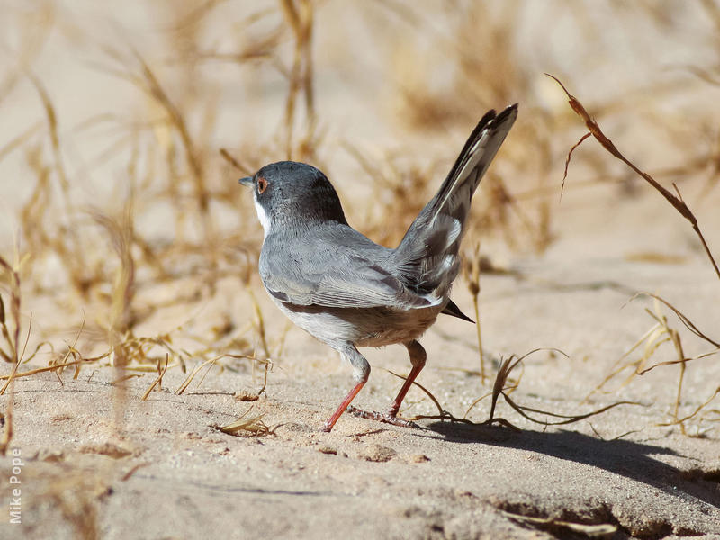 Ménétriés’s Warbler (Male)