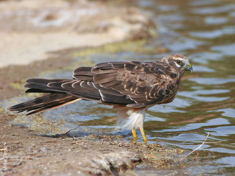 Montagu’s Harrier (Immature)