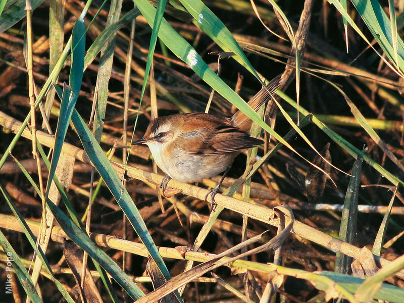 Moustached Warbler (mimica ssp.)