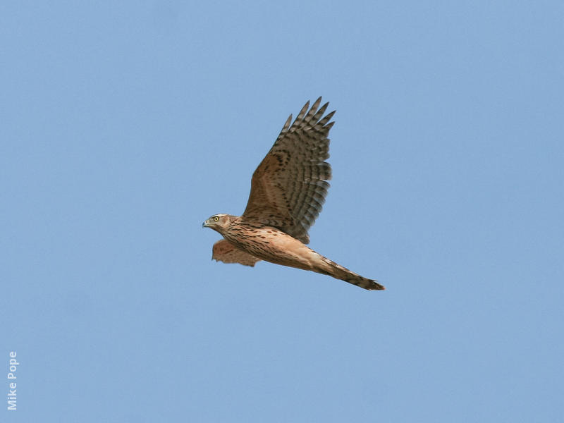 Northern Goshawk (Juvenile)