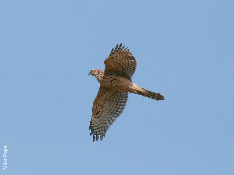 Northern Goshawk (Juvenile)