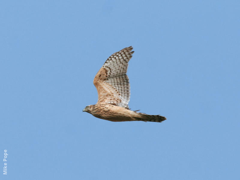 Northern Goshawk (Juvenile)