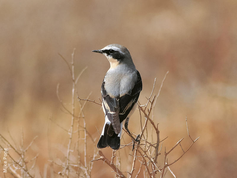 Northern Wheatear (Male)