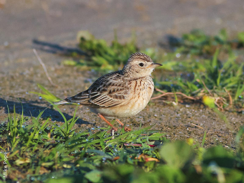 Oriental Skylark 