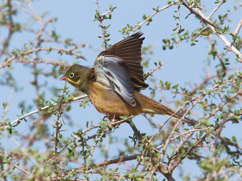 Ortolan Bunting (Male spring)