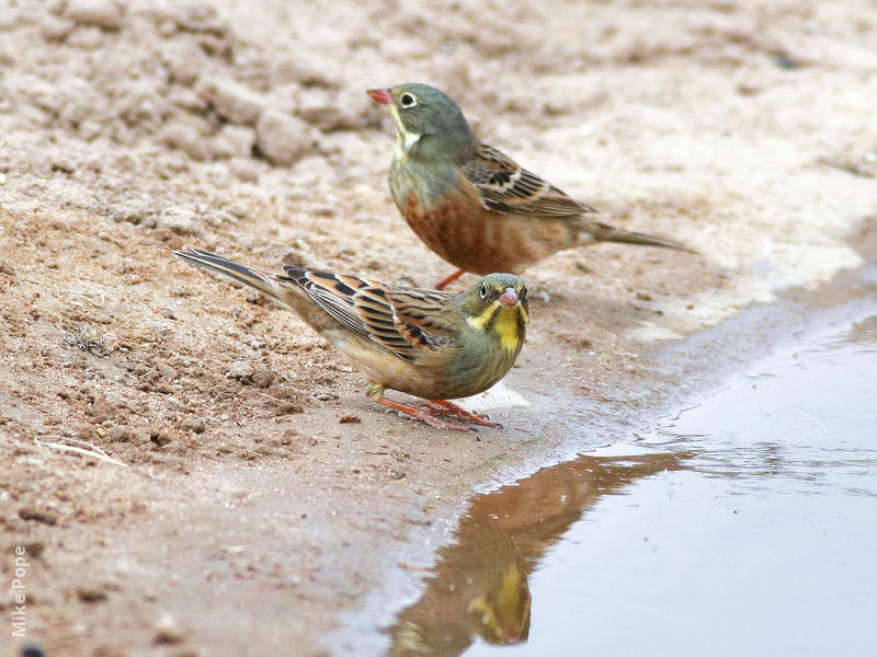 Ortolan Bunting (Males)