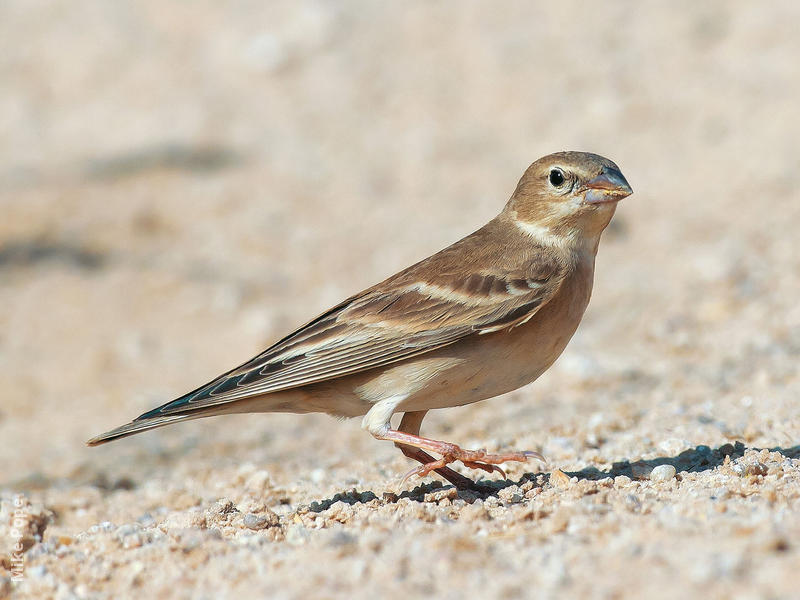 Pale Rockfinch