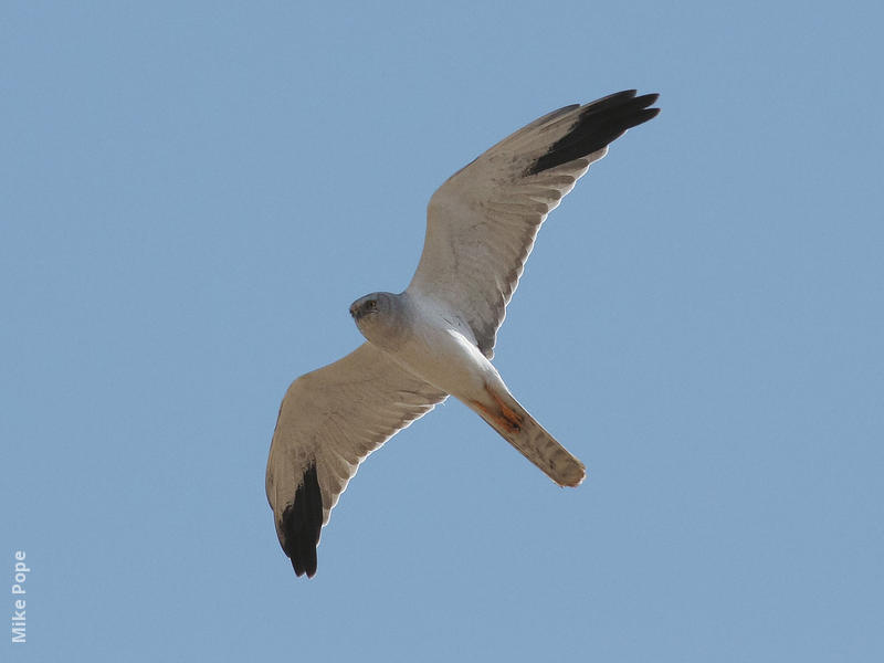 Pallid Harrier (Male)