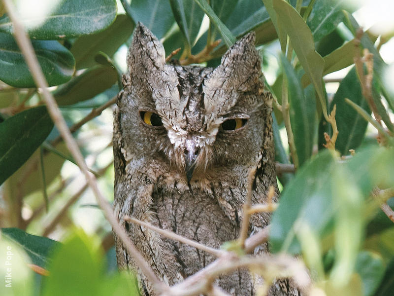 Pallid Scops Owl