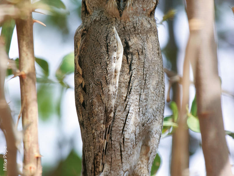 Pallid Scops Owl 