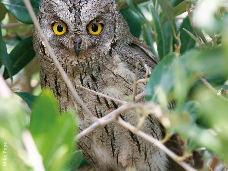 Pallid Scops Owl