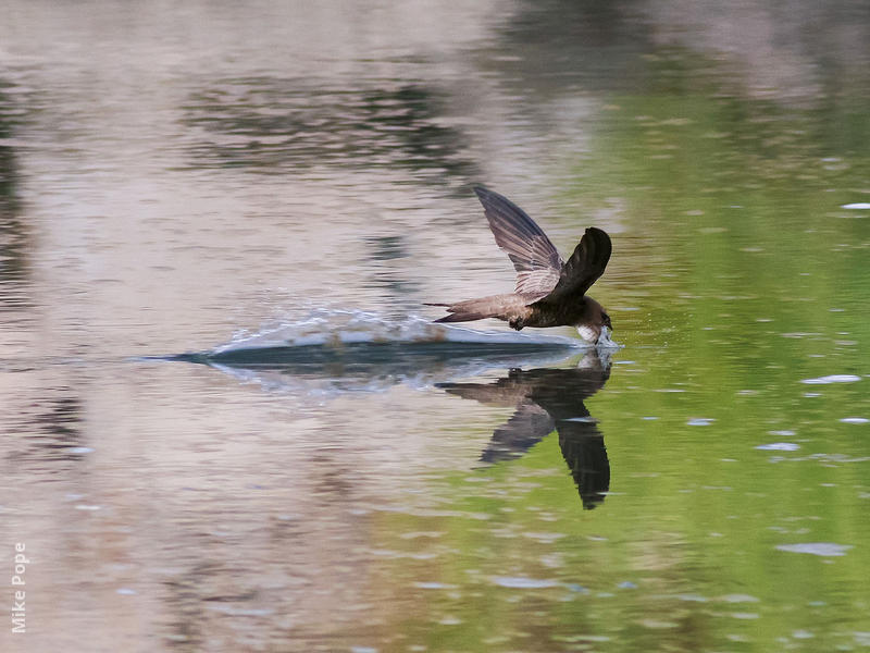 Pallid Swift (Drinking water)