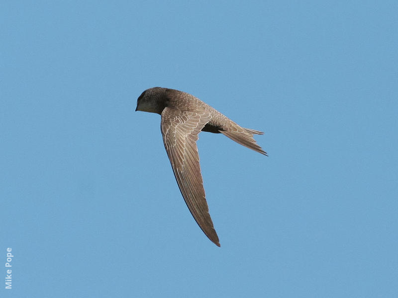 Pallid Swift