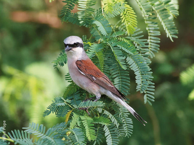 Red-backed Shrike (Male)