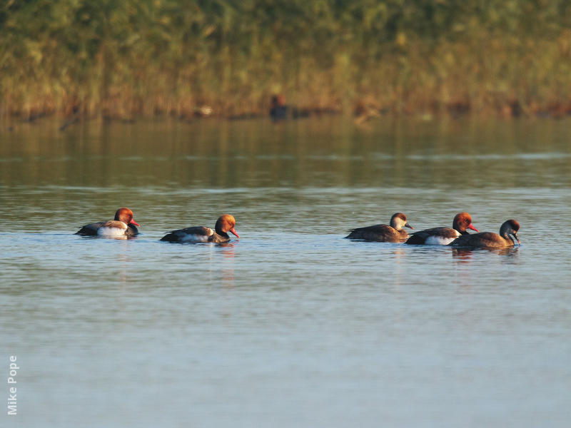 Red-crested Pochard (Males and females)