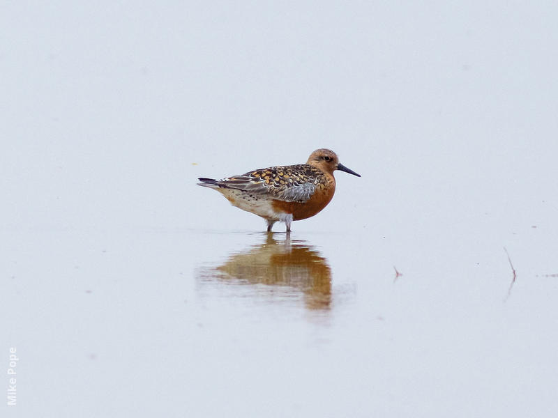 Red Knot