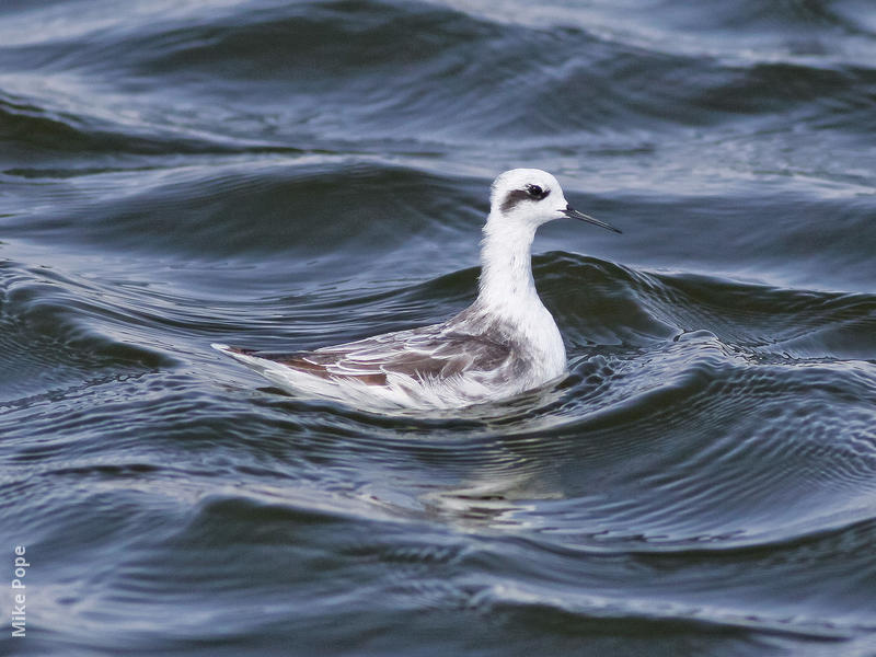 Red-necked Phalarope (Non - breeding plumage)